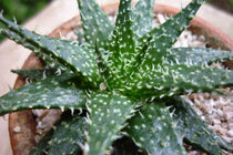 
                  
                    Aloe 'pepe' - Αλόη
                  
                