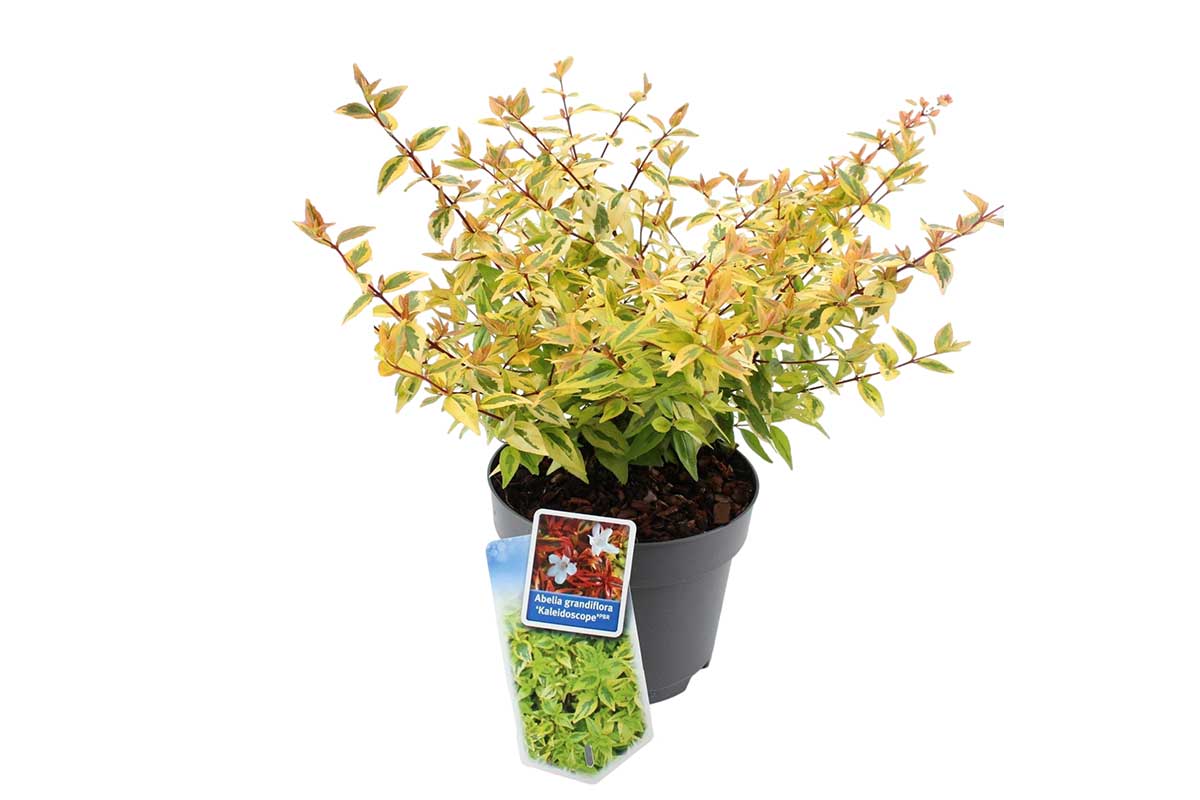 Abelia 'Kaleidoscope'® 19cm