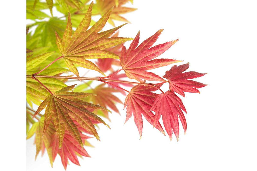 
                  
                    Acer 'Moonrise'®
                  
                
