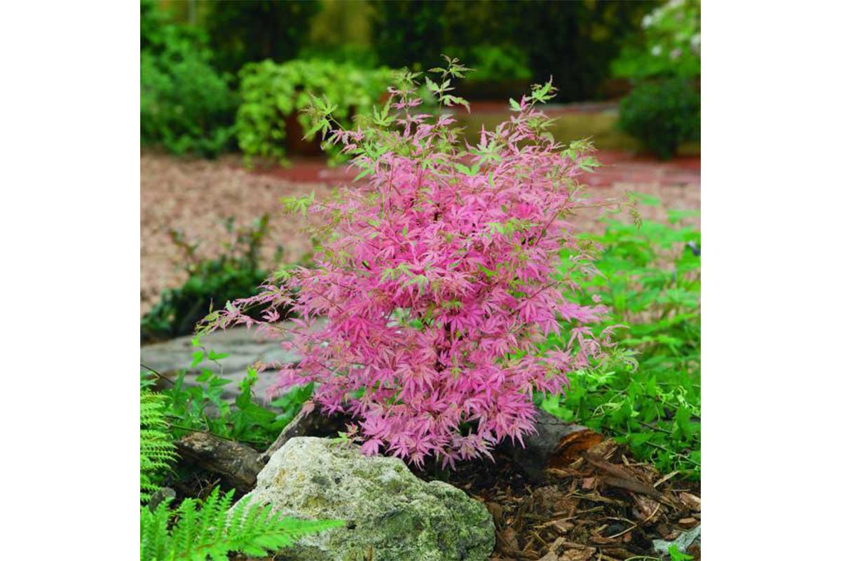 Acer 'Taylor'®