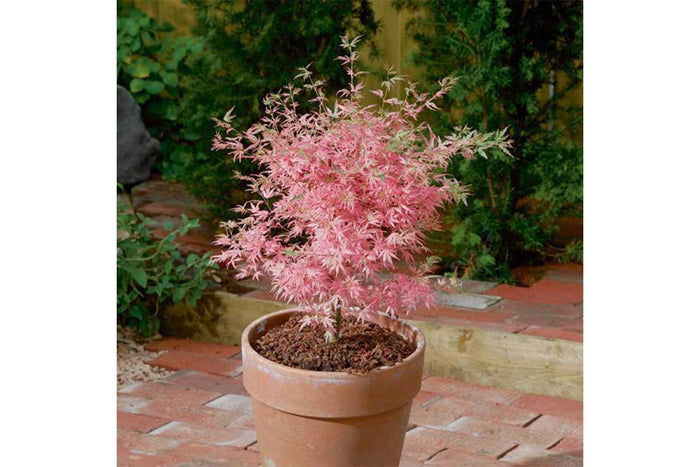 Acer 'Taylor'®