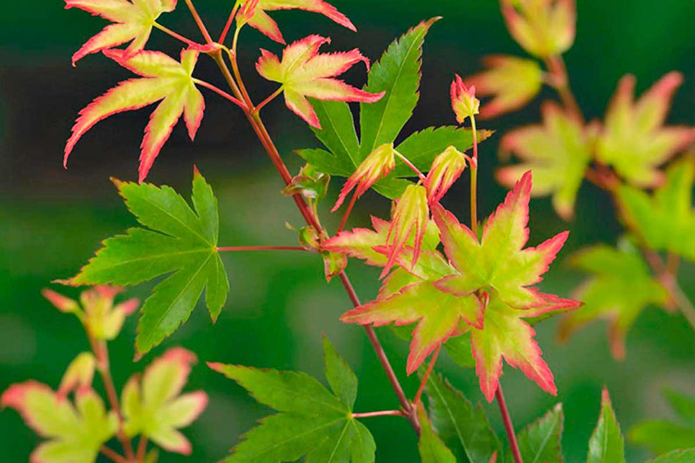 
                  
                    Acer palmatum 'little princess'® - Άτσερ
                  
                