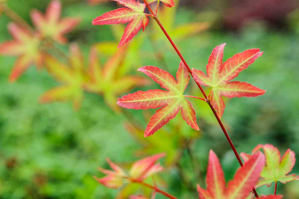 
                  
                    Acer palmatum 'little princess'® - Άτσερ
                  
                
