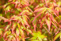 
                  
                    Acer palmatum 'little princess'® - Άτσερ
                  
                
