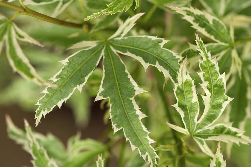 
                  
                    Acer palmatum 'little princess'® - Άτσερ
                  
                