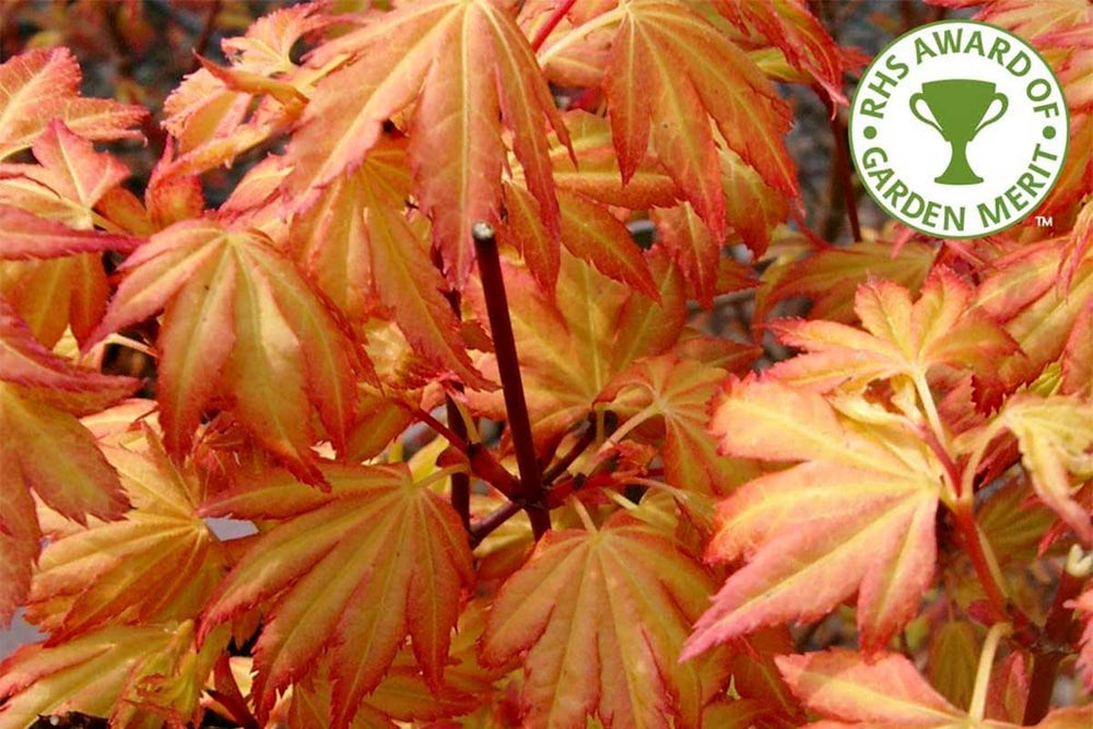 
                  
                    Acer palmatum 'Orange Dream'® - Άτσερ
                  
                