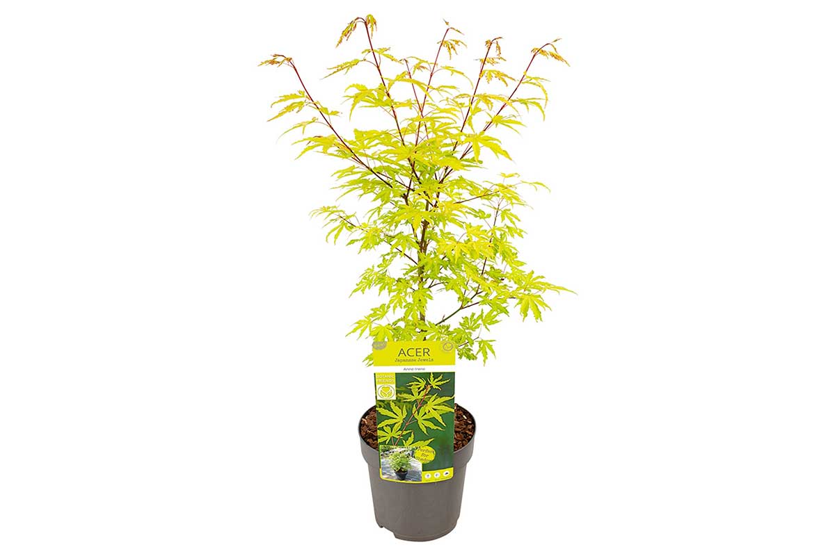 Acer 'Anne Irene'® 19cm