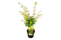 
                  
                    Acer palm. 'Bi Hoo'® 19cm - Άτσερ
                  
                