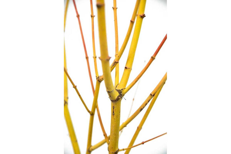 Acer palm. 'Bi Hoo'® 19cm - Άτσερ