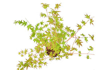 
                  
                    Acer palm. 'Bi Hoo'® 19cm - Άτσερ
                  
                