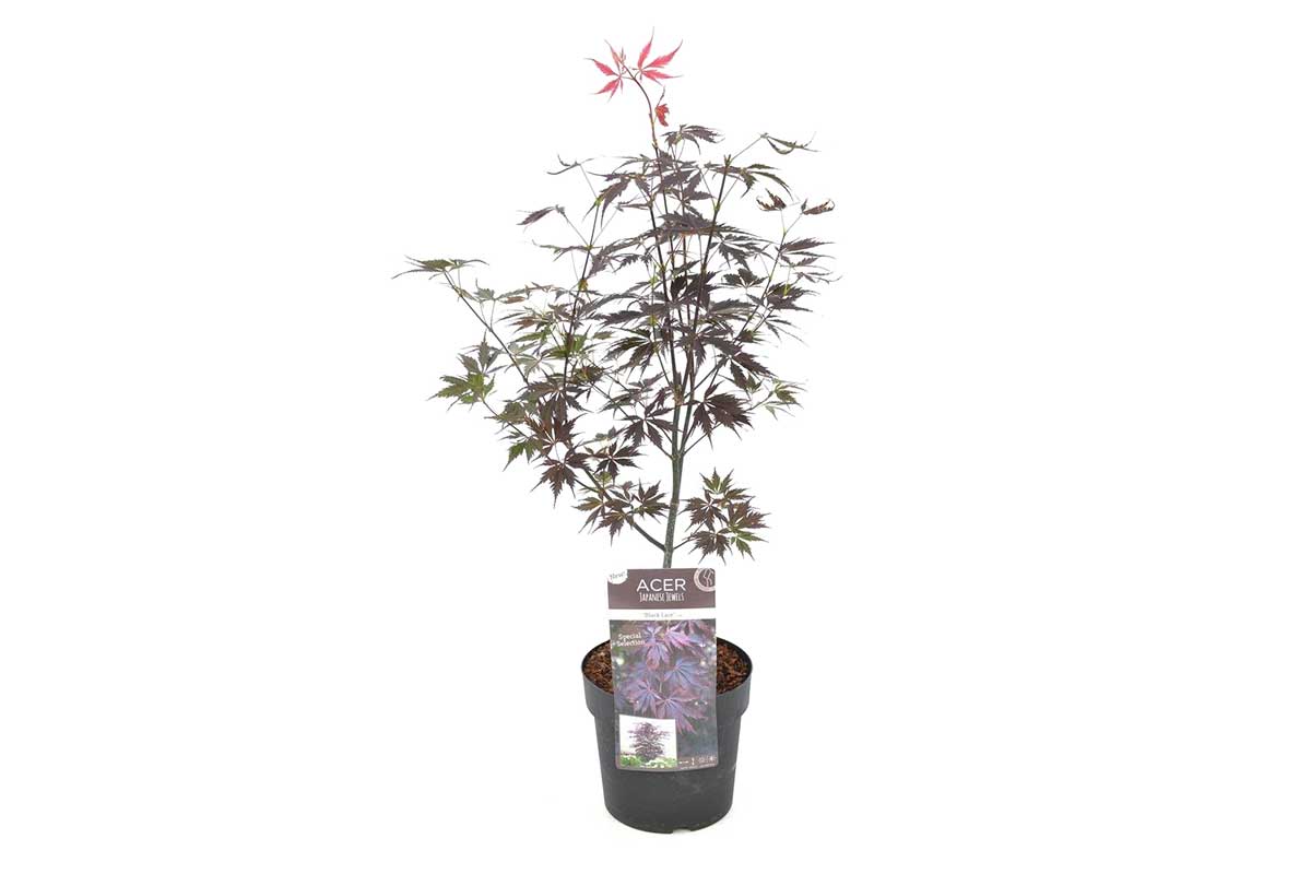 Acer 'Black Lace'® 19cm