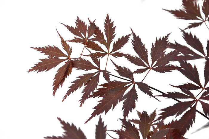 Acer 'Black Lace'® 19cm