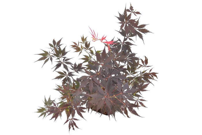 Acer 'Black Lace'® 19cm