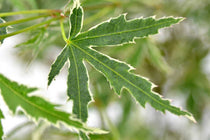
                  
                    Acer palmatum 'Butterfly'® - Άτσερ
                  
                