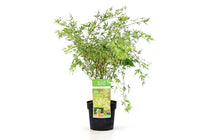 
                  
                    Acer palmatum 'Butterfly'® - Άτσερ
                  
                
