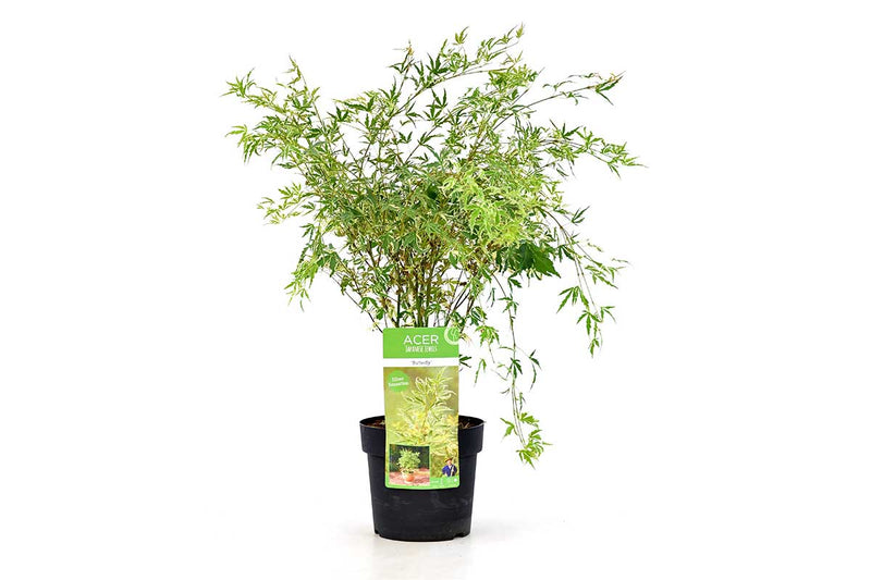Acer palmatum 'Butterfly'® - Άτσερ