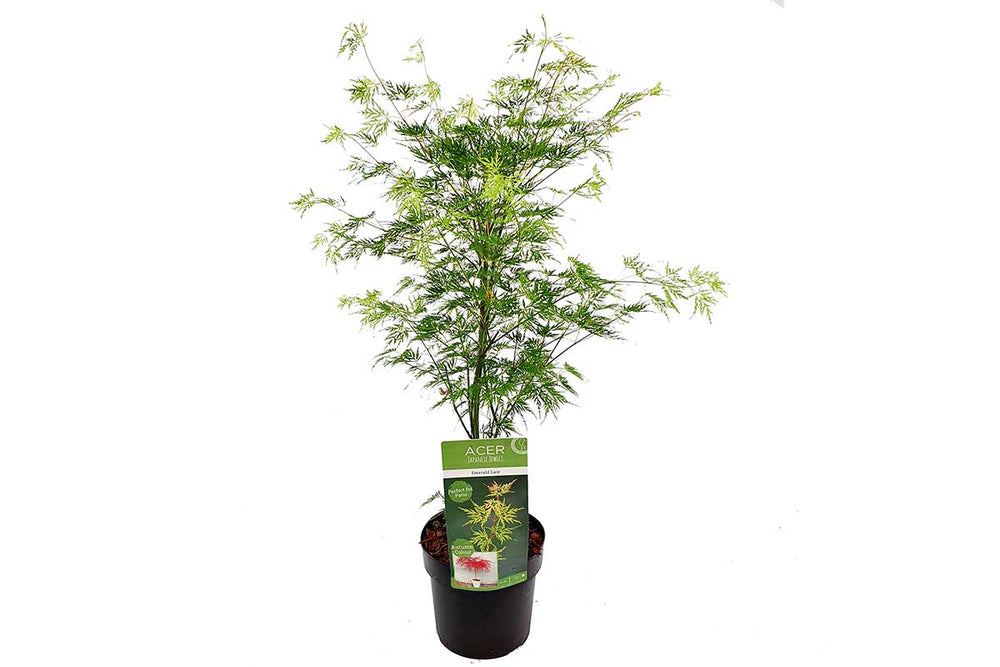 
                  
                    Acer palmatum 'Emerald Lace'® 19cm - Άτσερ
                  
                