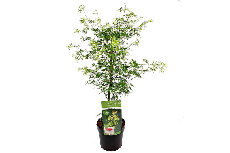 Acer palmatum 'Emerald Lace'® 19cm - Άτσερ