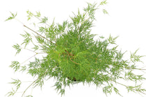 
                  
                    Acer palmatum 'Emerald Lace'® 10.5cm - Άτσερ
                  
                