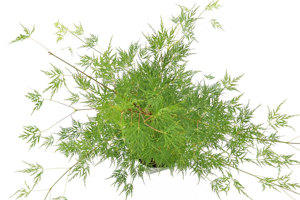 
                  
                    Acer palmatum 'Emerald Lace'® 19cm - Άτσερ
                  
                