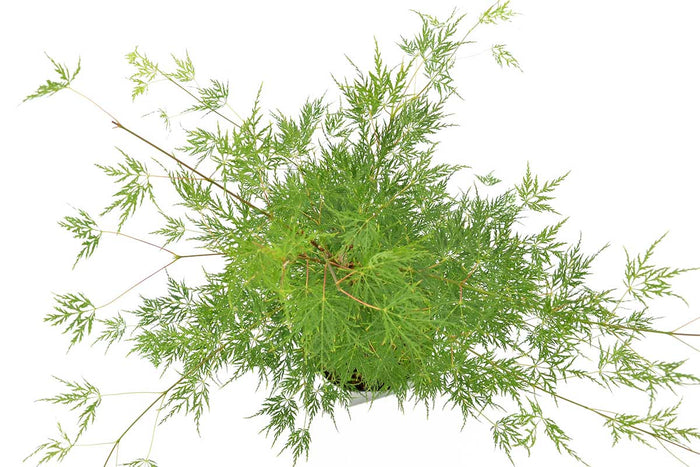 Acer palmatum 'Emerald Lace'® 10.5cm - Άτσερ