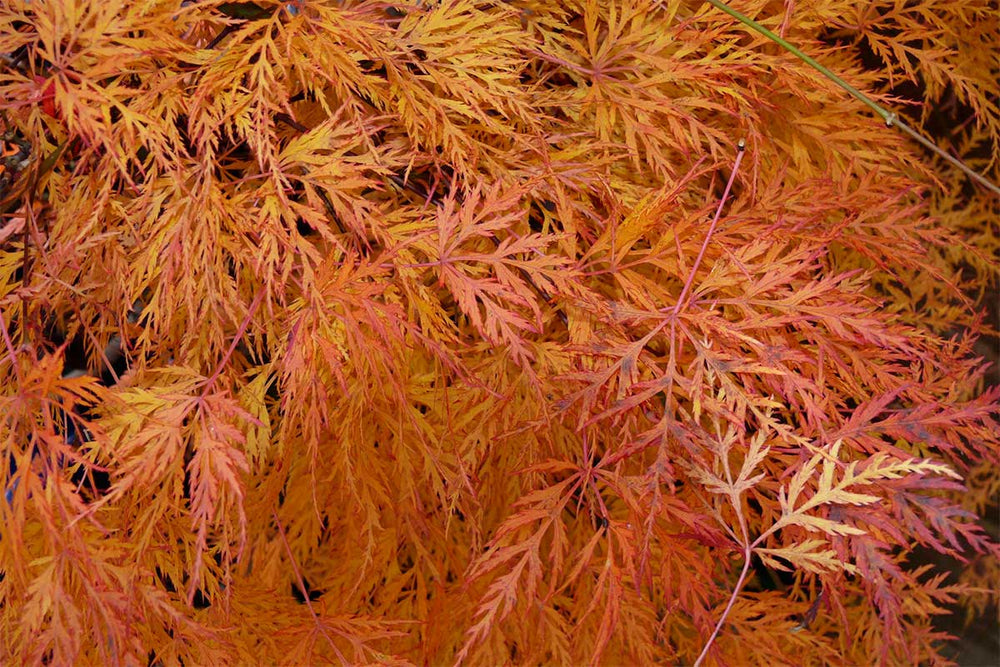 
                  
                    Acer palmatum 'Emerald Lace'® 19cm - Άτσερ
                  
                