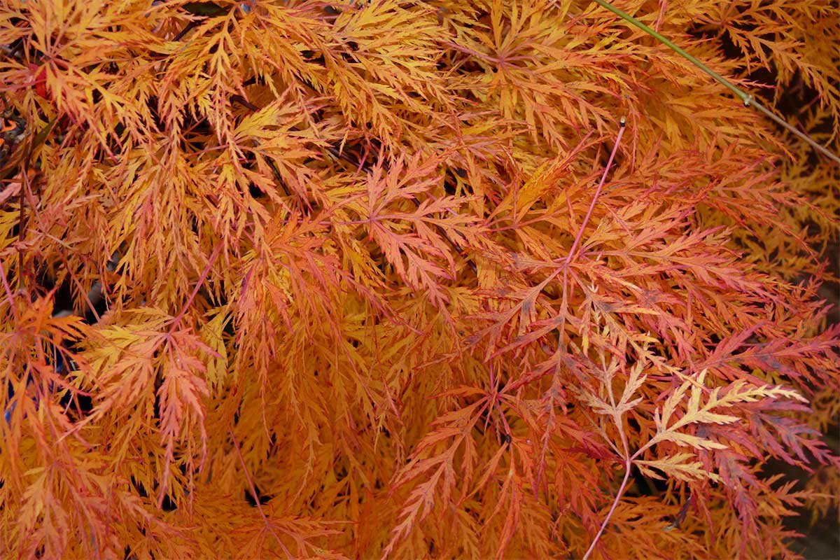 Acer palmatum 'Emerald Lace'® 19cm - Άτσερ
