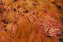 
                  
                    Acer palmatum 'Emerald Lace'® 19cm - Άτσερ
                  
                