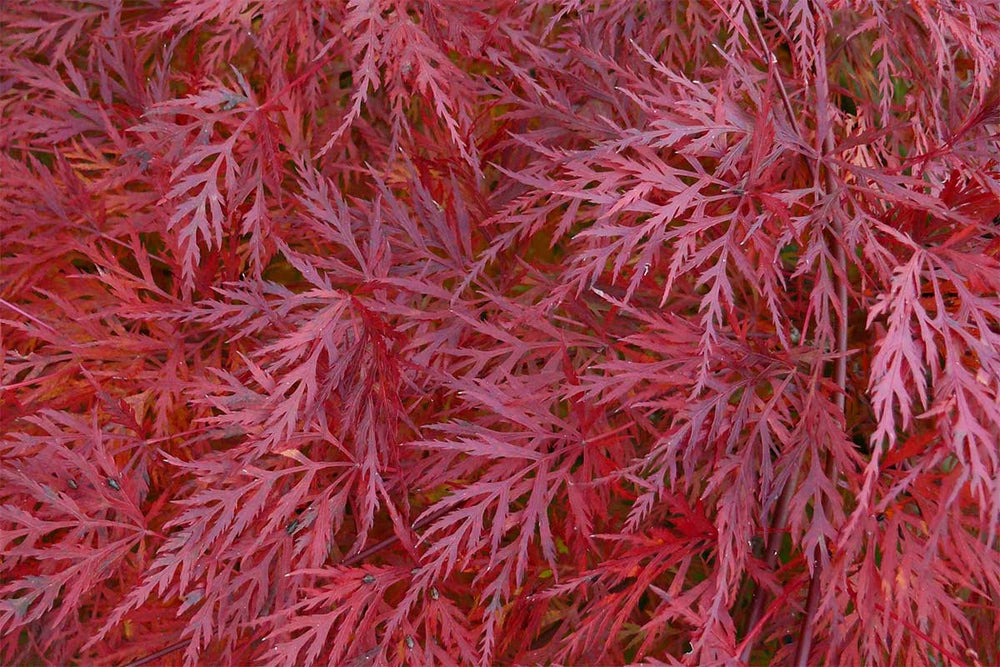 
                  
                    Acer palmatum 'Emerald Lace'® 19cm - Άτσερ
                  
                