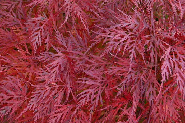 Acer palmatum 'Emerald Lace'® 19cm - Άτσερ