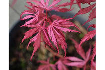 
                  
                    Acer 'Extravaganza'® 19cm
                  
                