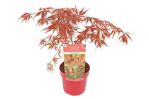 
                  
                    Acer 'Extravaganza'® 19cm
                  
                