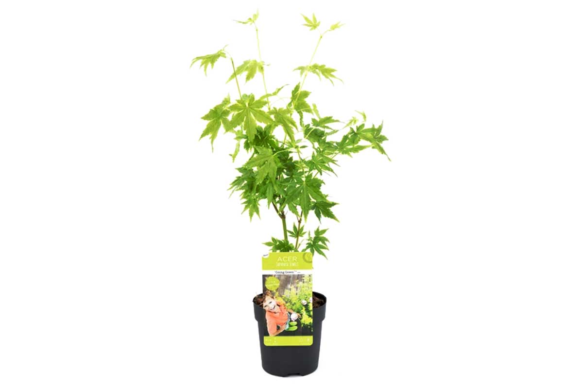 Acer palmatum 'Going Green'® 10cm - Άτσερ