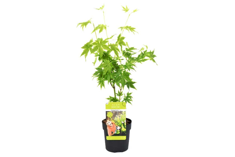 Acer palmatum 'Going Green'® 10cm - Άτσερ