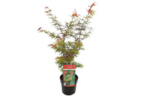 
                  
                    Acer palmatum 'Jerre-Schwartz'® 19cm - Άτσερ
                  
                
