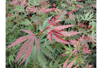 
                  
                    Acer palmatum 'Jerre-Schwartz'® 19cm - Άτσερ
                  
                