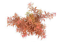 
                  
                    Acer palmatum 'Jerre-Schwartz'® 19cm - Άτσερ
                  
                