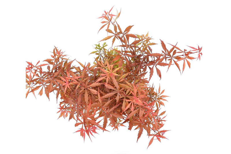 Acer palmatum 'Jerre-Schwartz'® 19cm - Άτσερ
