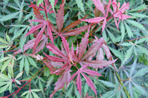 
                  
                    Acer palmatum 'Jerre-Schwartz'® 19cm - Άτσερ
                  
                