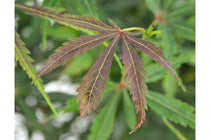 
                  
                    Acer palmatum 'Jerre-Schwartz'® 19cm - Άτσερ
                  
                