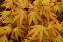 
                  
                    Acer palmatum 'Orange Dream'® - Άτσερ
                  
                