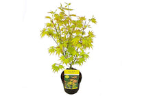 
                  
                    Acer palmatum 'Orange Dream'® - Άτσερ
                  
                