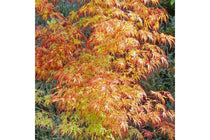 
                  
                    Acer 'Orange Lace'®
                  
                