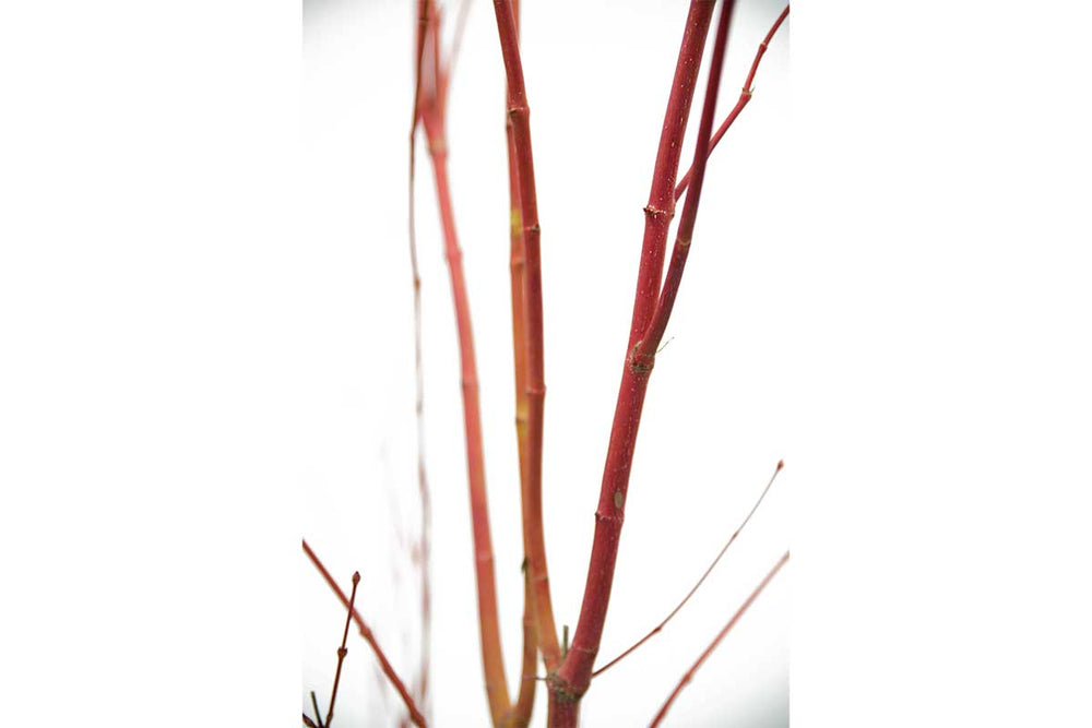 
                  
                    Acer palmatum 'Sango-Kaku'® 9cm - Άτσερ
                  
                