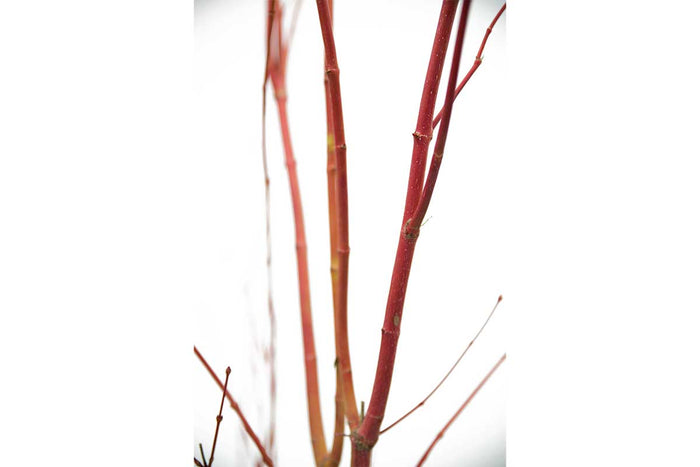 Acer palmatum 'Sango-Kaku'® 19cm - Άτσερ