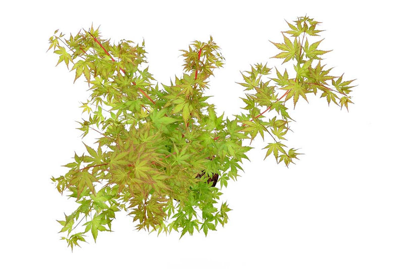 Acer palmatum 'Sango-Kaku'® 9cm - Άτσερ