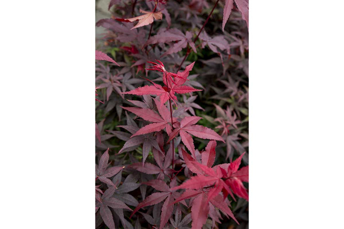 Acer palm. 'Twombly's Red Sentinel'