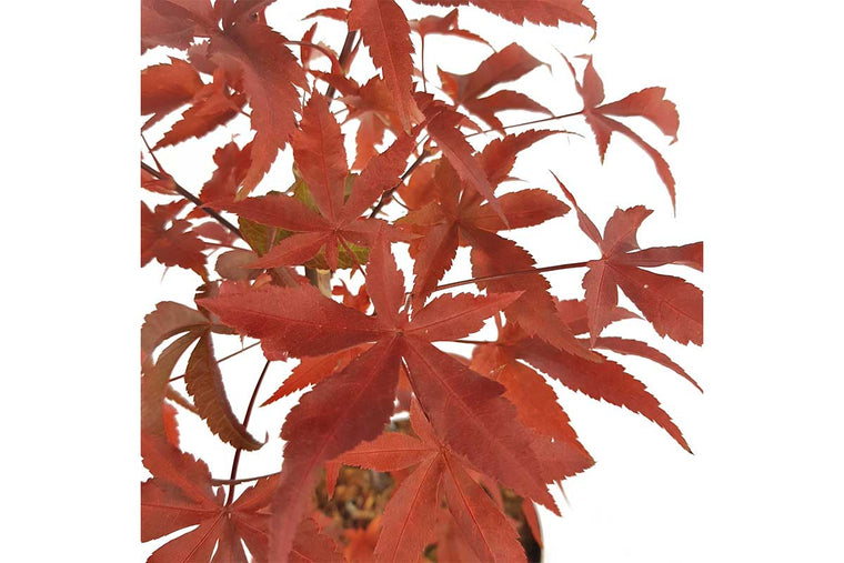 Acer palm. 'Twombly's Red Sentinel'