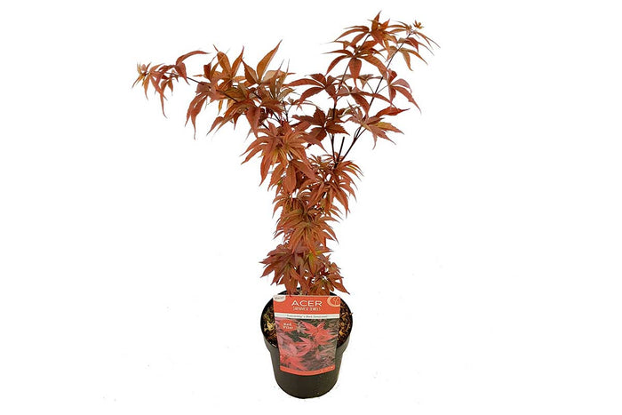 Acer palm. ' s Red Sentinel'® 19cm - Άτσερ