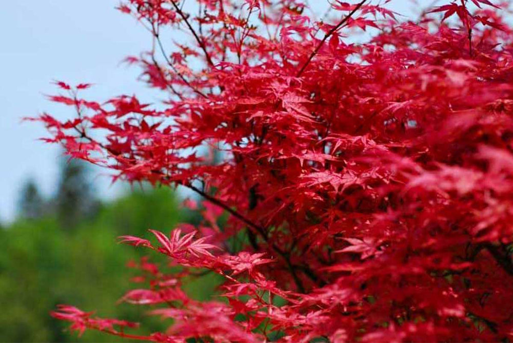 
                  
                    Acer palmatum 'Beni Maiko'® - Άτσερ
                  
                